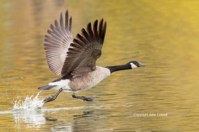 Branta-canadensis;Canada-Goose;Flying-Bird;Photography;Takeoff;action;active;al